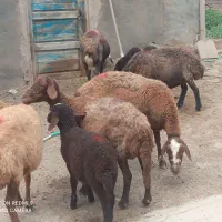 گوسفنددامازلق پنج عددجوان وبره دار وپرشیر|حیوانات مزرعه|تبریز, |دیوار