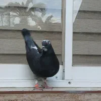 فروشی کبوتر|حیوانات|رشت, رودباری|دیوار