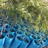 نهال گردو دیرگل تضمین مقاومت به سرما و باردهی بالا|خدمات باغبانی و درختکاری|میاندوآب, |دیوار