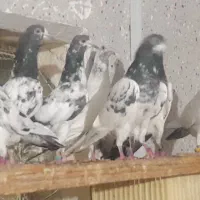 فروشی بندر لنگه