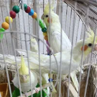 عروس هلندی