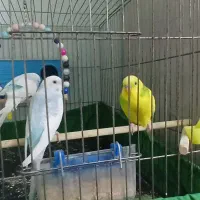 ۳ عدد مرغ عشق  با قفس و وسایل|پرنده|تهران, شهرک طالقانی|دیوار
