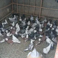 کفتر گنجه برو