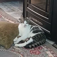 دوتا گربه نر ماده