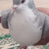 الماس سینه ای