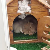 دو عدد خرگوش