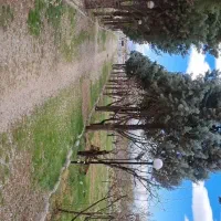 سرایدار باغ