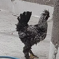 خروس لهستانی