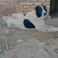 ماده قدرجونی