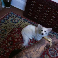 واگزاری سگ اشپیتز پامر