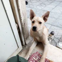گمشده