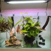 اکواریوم ریملس دیسکس|ماهی|تهران, آبشار|دیوار