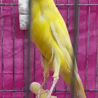 قناری نرطلایی یسر