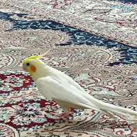 فروش عروس هلندی لوتینو دستی سخنگو