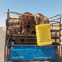 فروش بره و چپش کشتار و زنده همیشه هست|حیوانات مزرعه|اندیمشک, |دیوار