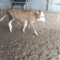 فروش ۲۸ راس گوساله دورگ|حیوانات مزرعه|تهران, آرژانتین|دیوار