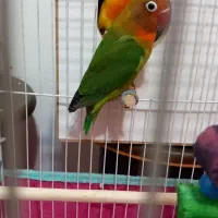 یک جفت طوطی برزیلی دستی با قفس