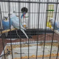 مرغ عشق 3عدد