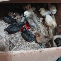 ۱۵تا جوجه یک ماهه...