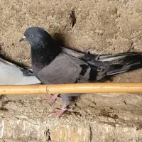 کبوتر پرشی|پرنده|آق قلا, |دیوار