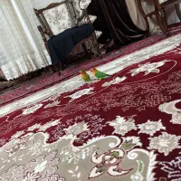 طوطی برزیلی فیشر|پرنده|قزوین, |دیوار