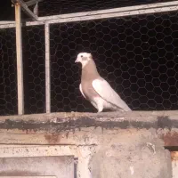 کبوتر|پرنده|شیراز, ارم|دیوار