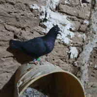 زاغ کرمانی ماده. نسل بتن .شلیک