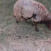 قوچ|حیوانات مزرعه|ریگان, |دیوار