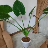 گل بابا آدم