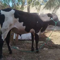 گوساله نر