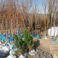 نهال|گل و گیاه طبیعی|مشهد, مهدی آباد|دیوار