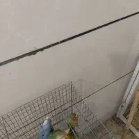 طوطی برزیلی|پرنده|همدان, |دیوار