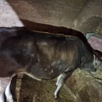 گوساله، گاو، بزغاله