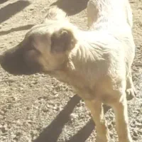 توله سرابی