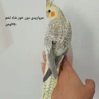 تعدادی پرنده خانگی فوق العاده سالم|پرنده|تهران, شوش|دیوار