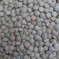 لوبیا چیتی و چشم بلبلی  و عدس|خوردنی و آشامیدنی|خوی, |دیوار