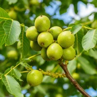 فروش نهال گردو اصل با تضمین رشد|حراج|اقلید, |دیوار