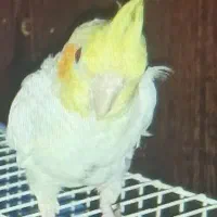 عروس هلندی زیبا