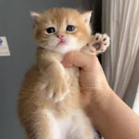گربه برایش ny12 نر