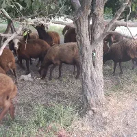 فروش فوری گوسفند میش فشندی افشاری|حیوانات مزرعه|هشتگرد, تهران دشت|دیوار