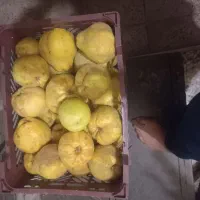 به محلی