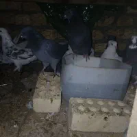 کفتر سالم و خونگی|پرنده|شهرضا, |دیوار