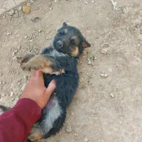 توله سگ ژرمن واگذاری|سگ|اصفهان, بوستان ناژوان|دیوار