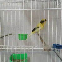 قناری بلند،سرخ برفکی هلندی،سوخته سرخ|پرنده|مشهد, امام خمینی|دیوار