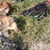 چند عدد خروس پاپری