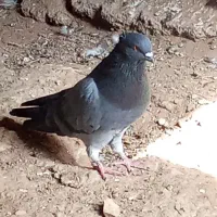 دو عدد کفتر نر مست|پرنده|اسلام‌‌آباد غرب, |دیوار