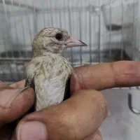 سهره نر