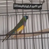 فروش فنچ زبرا کینگ اورج و گلدین