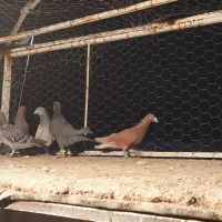 کفتر|پرنده|شیراز, کوزه گری|دیوار