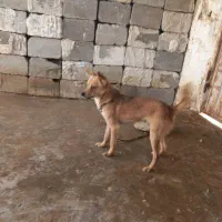 سگ ریز|سگ|برازجان, |دیوار